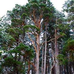 Pin sylvestre / Pinus sylvestris